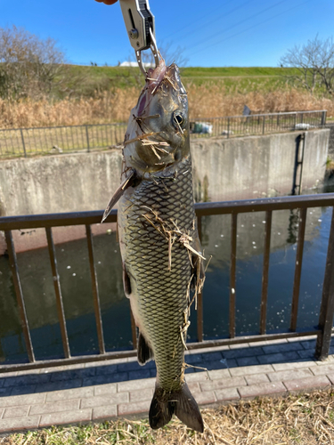 ニゴイの釣果