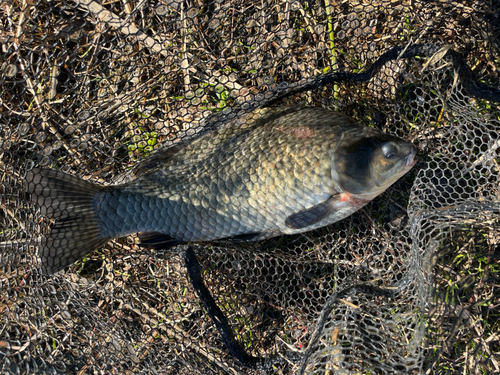 フナの釣果