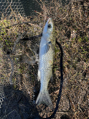 ボラの釣果