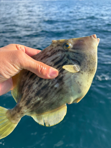 カワハギの釣果