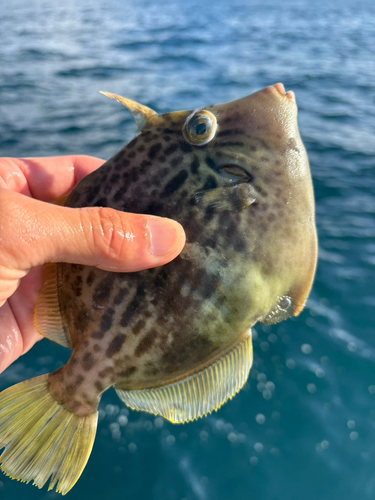 カワハギの釣果