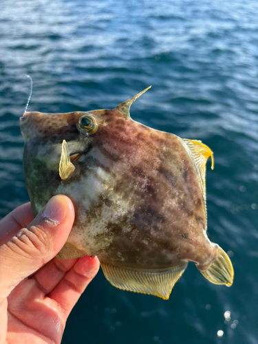 カワハギの釣果