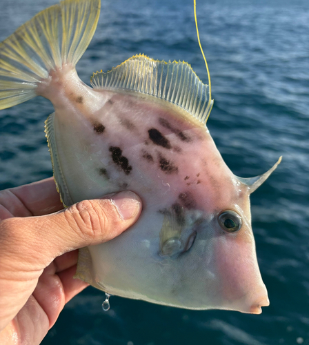 カワハギの釣果