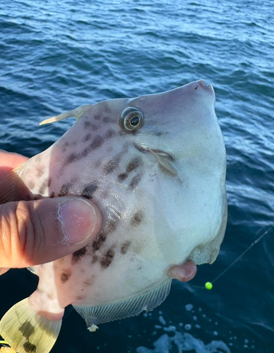 カワハギの釣果