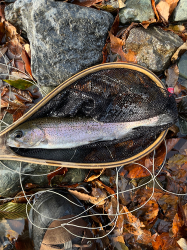 ヤマメの釣果