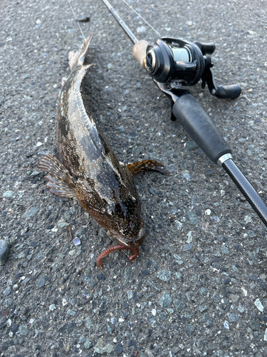 アイナメの釣果