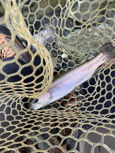 ニジマスの釣果