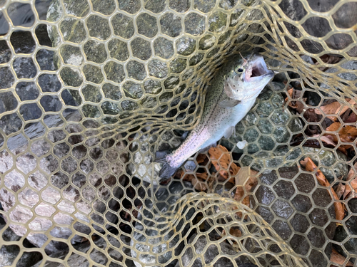 ニジマスの釣果