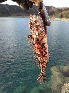 アナハゼの釣果