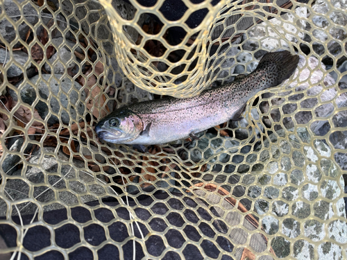 ニジマスの釣果