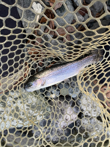 ニジマスの釣果