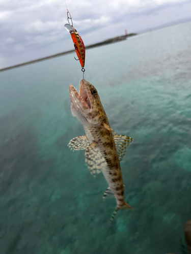 エソの釣果