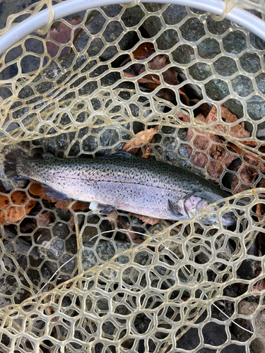 ニジマスの釣果