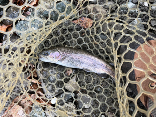 ニジマスの釣果