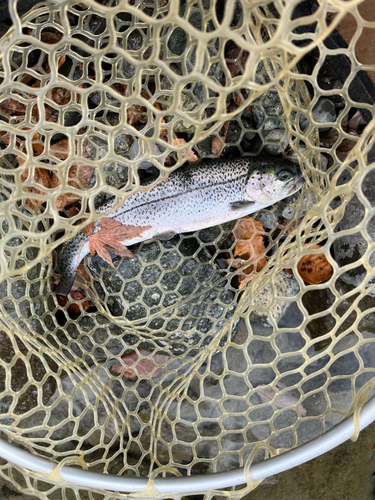 ニジマスの釣果