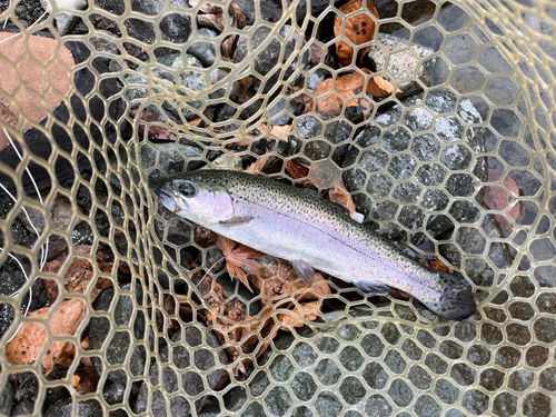 ニジマスの釣果