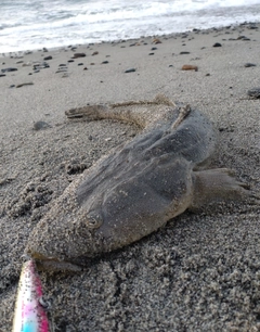 マゴチの釣果