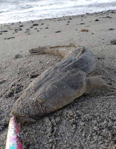 マゴチの釣果