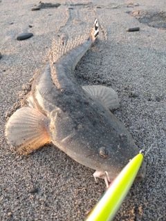 マゴチの釣果