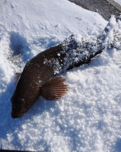 アイナメの釣果