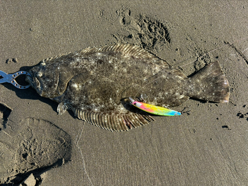 ヒラメの釣果