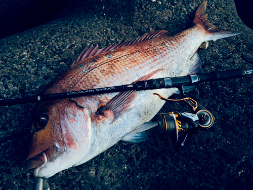 マダイの釣果