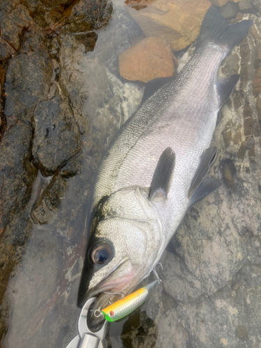 ヒラスズキの釣果