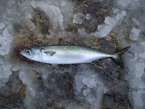 マサバの釣果