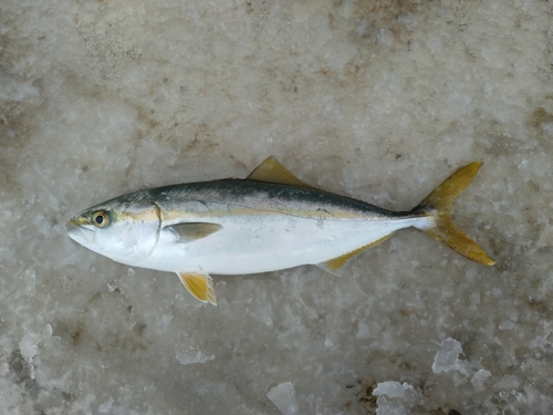 ツバイソの釣果