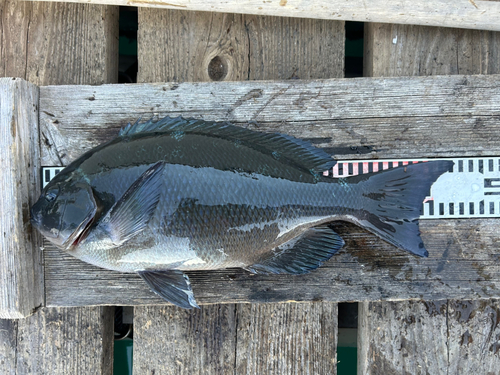 クチブトグレの釣果