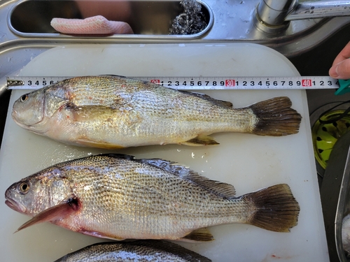 イシモチの釣果