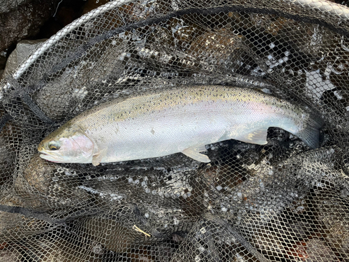 ニジマスの釣果