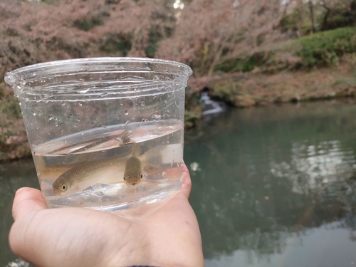 カワムツの釣果