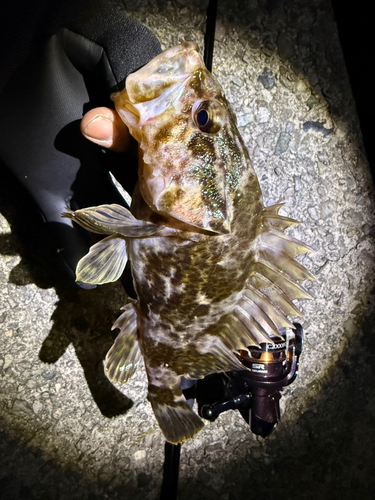 タケノコメバルの釣果