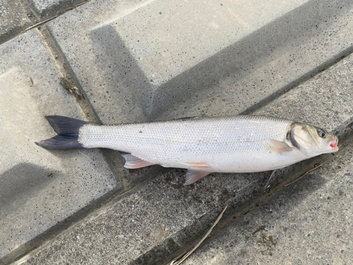 ウグイの釣果