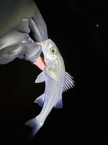 セイゴ（マルスズキ）の釣果