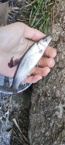 ウグイの釣果