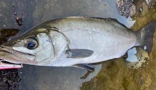 ヒラスズキの釣果