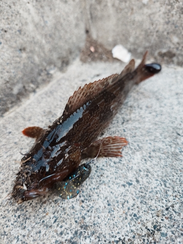 アイナメの釣果