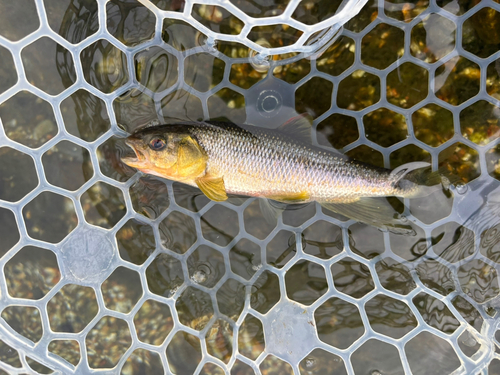 カワムツの釣果