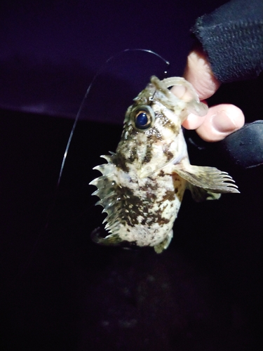 タケノコメバルの釣果