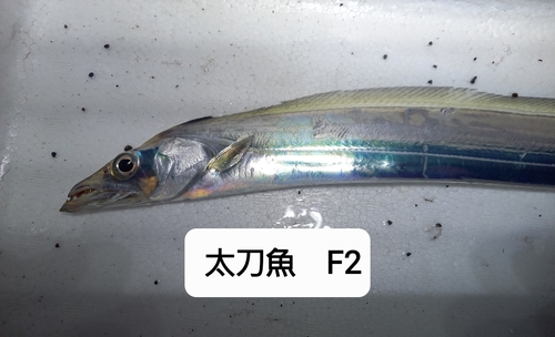 タチウオの釣果