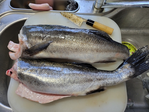 シーバスの釣果