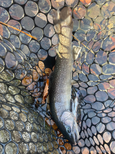 イワナの釣果