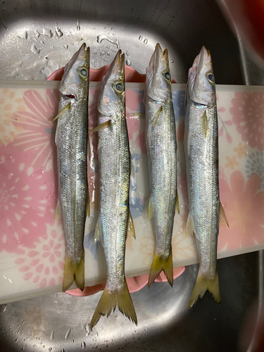 カマスの釣果