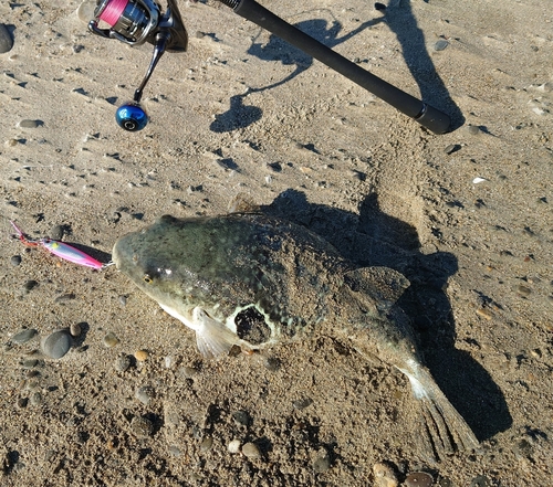 トラフグの釣果