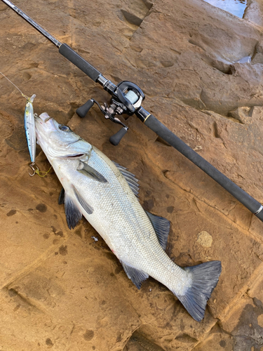 ヒラスズキの釣果