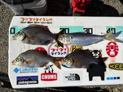 ウミタナゴの釣果