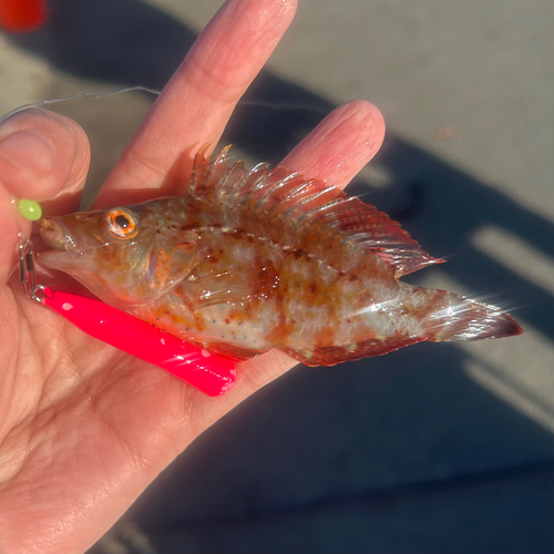 オハグロベラの釣果