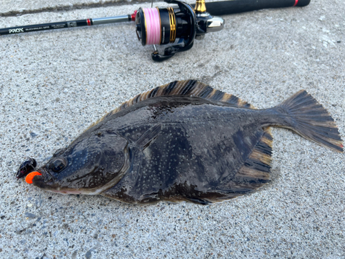 ヌマガレイの釣果